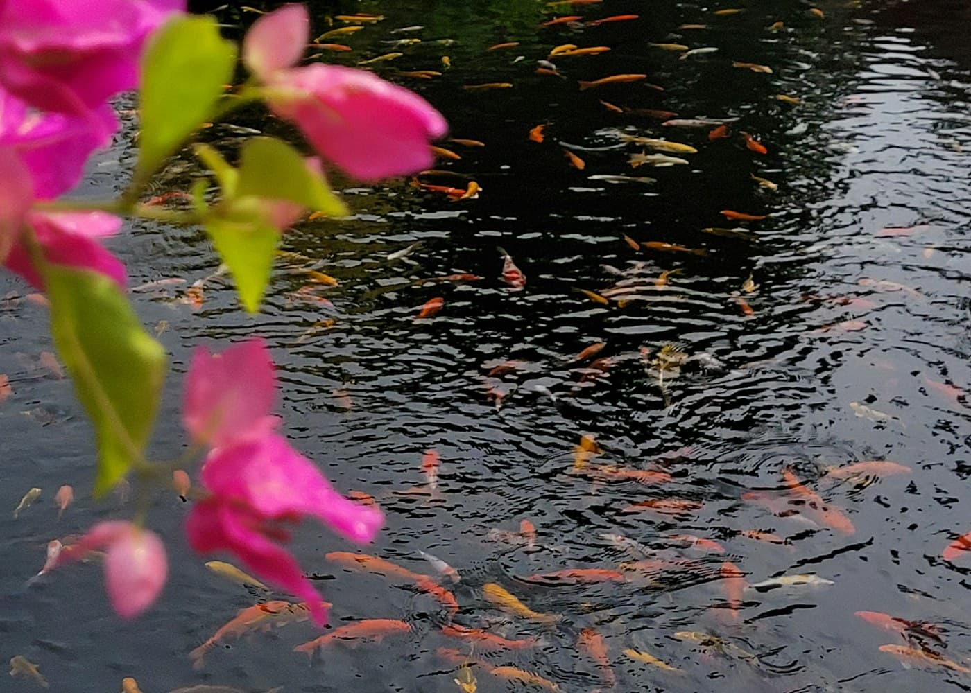 An ornamental pond covered with pink waterlilies