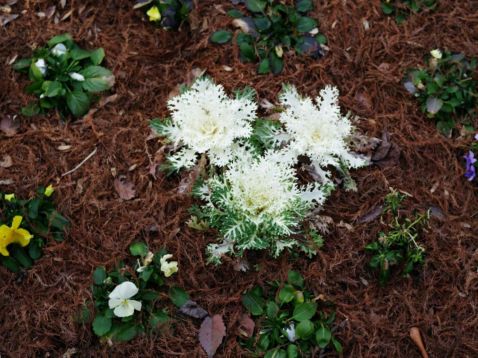 Flowers growing through a mulch-covered garden bed