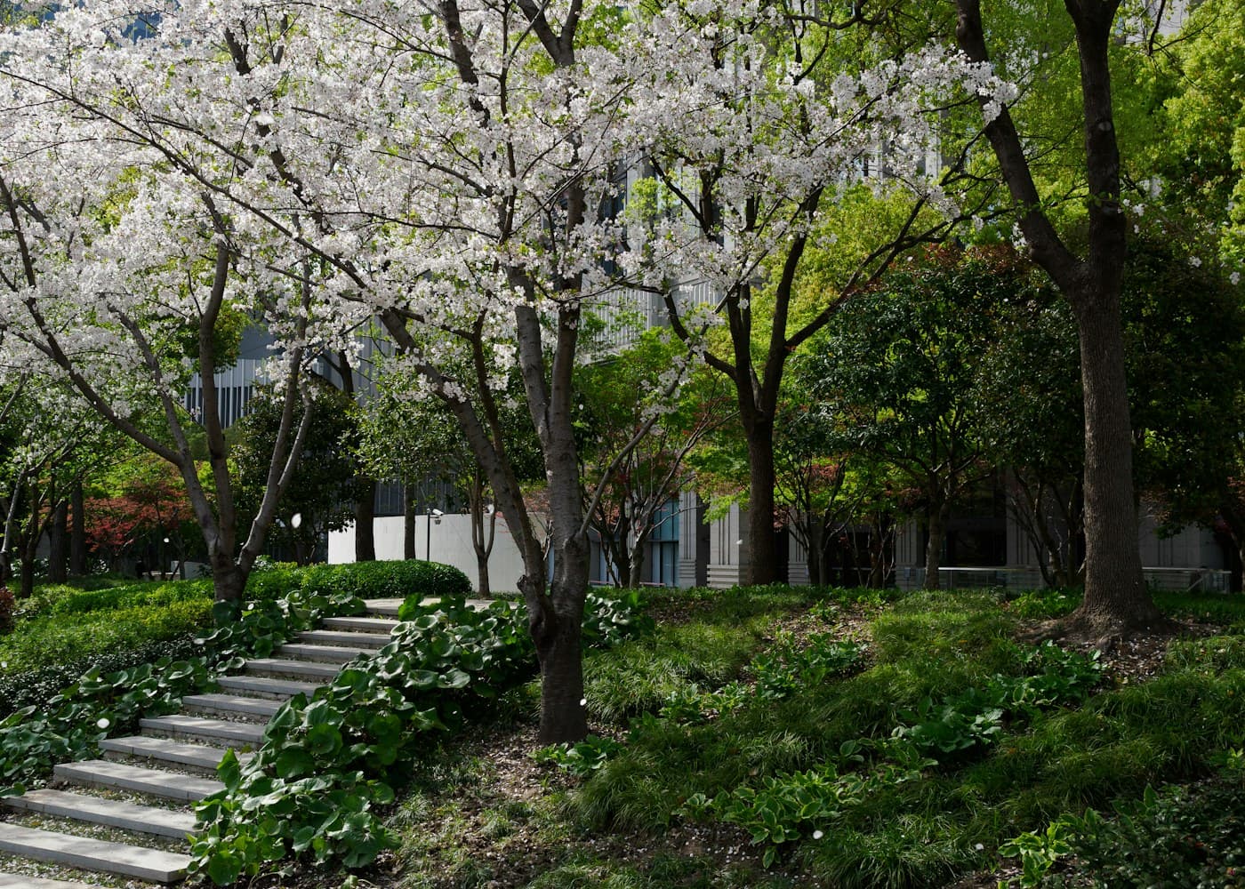 Stone steps climbing through a garden of blossoming trees