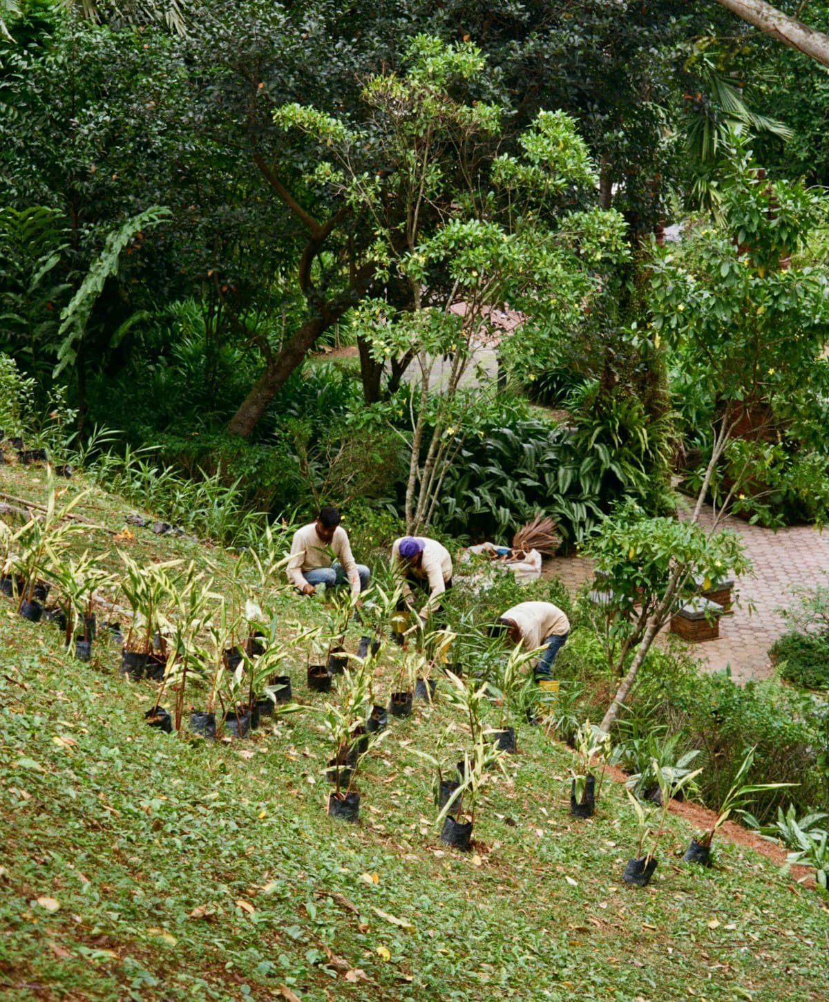 Gardeners planting rows of young plants across a sloping bed