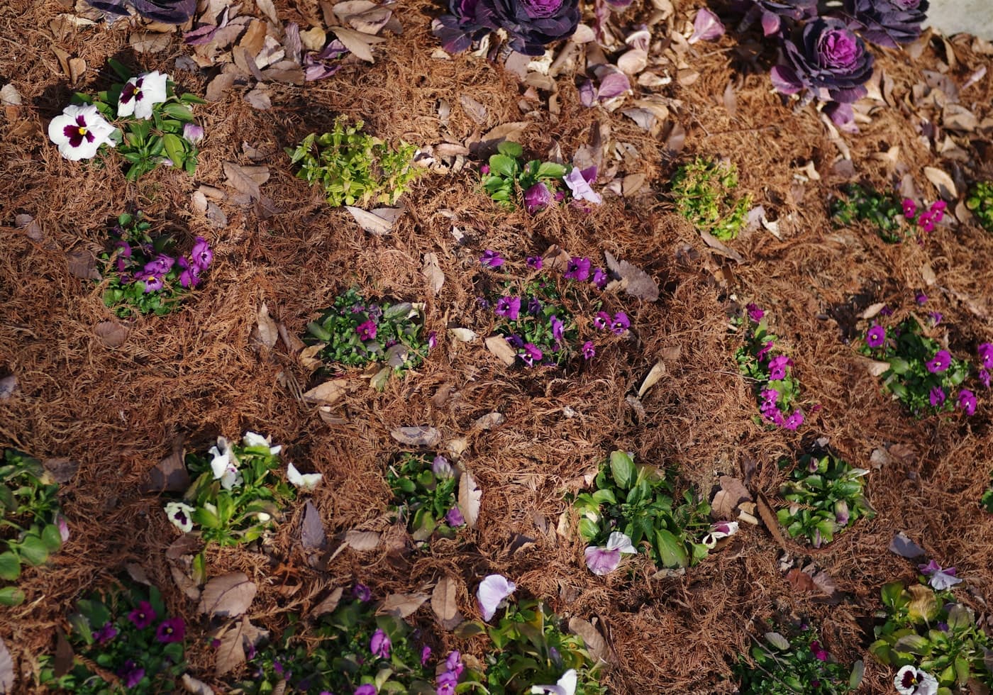 Flowers coming into bloom in a freshly mulched garden bed