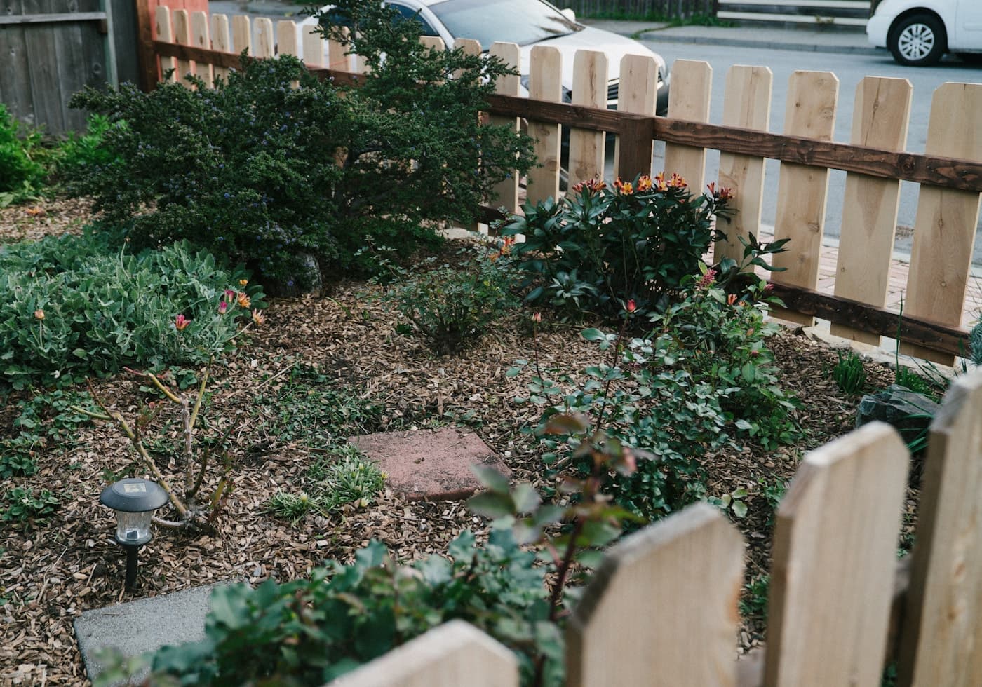 A small garden of mixed planting behind a timber fence