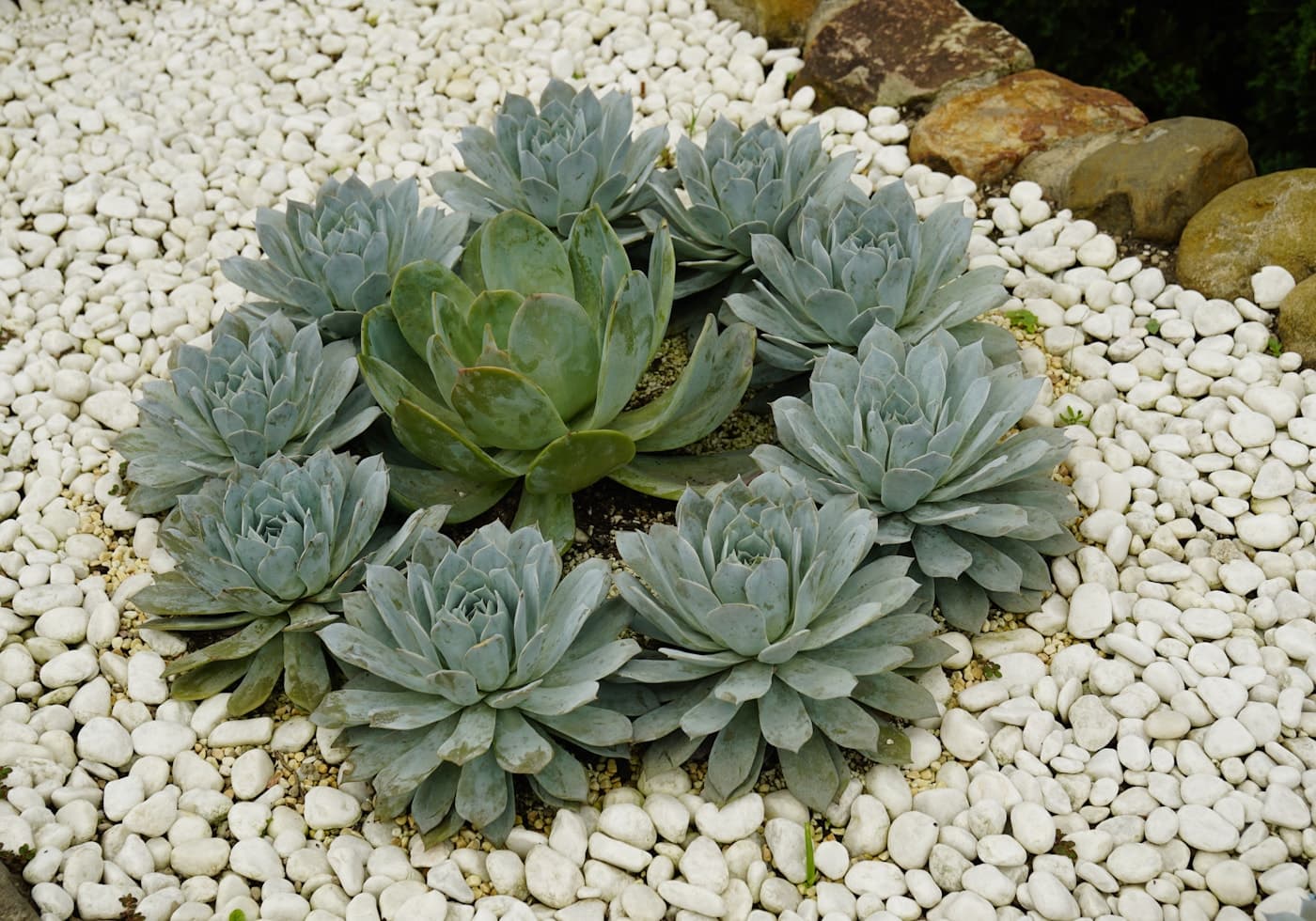 Succulents planted into a gravel rock garden