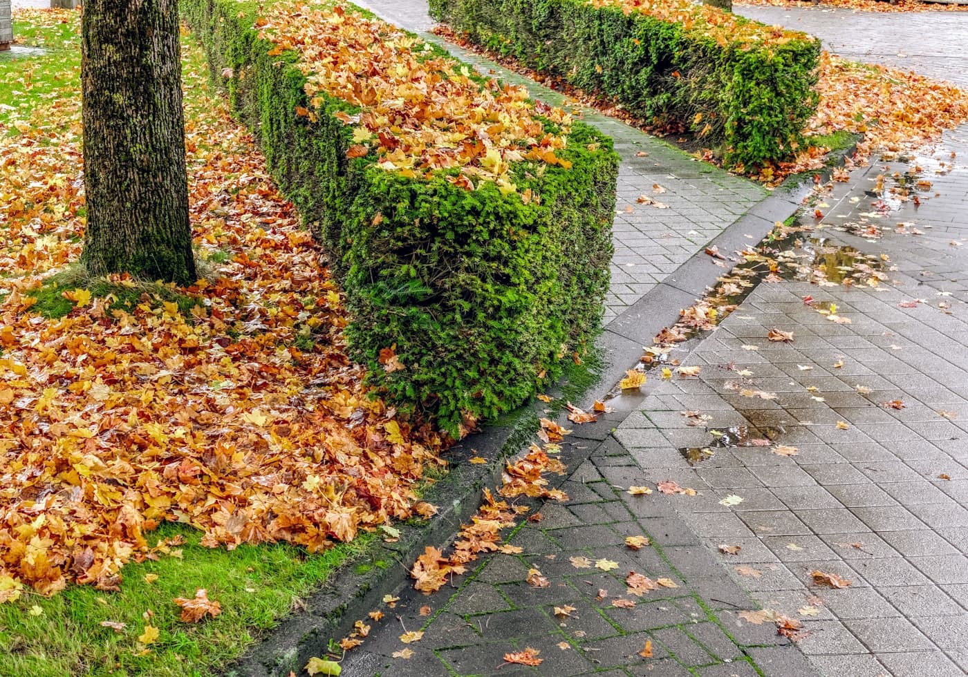 A long run of clipped hedging through a garden