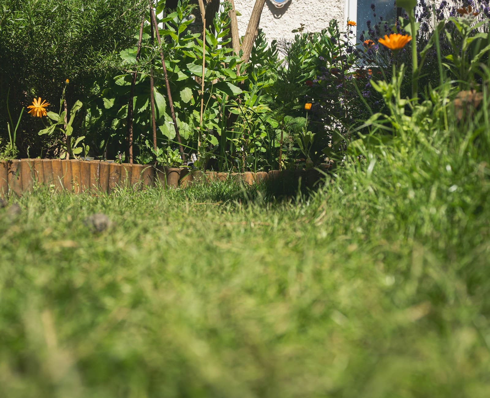 A low view along a lush green garden path