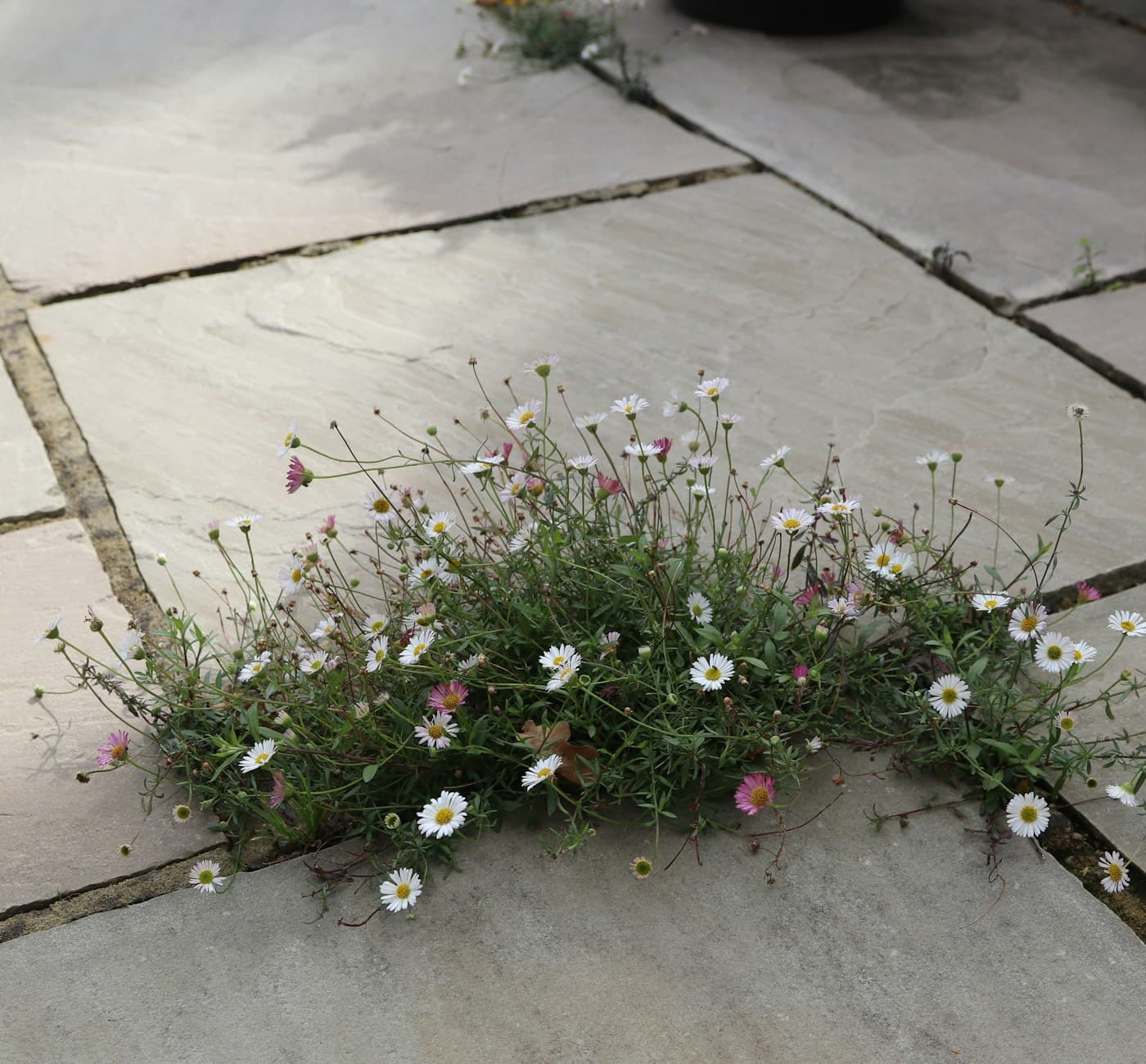 Wildflowers establishing in the joints of newly laid paving stones