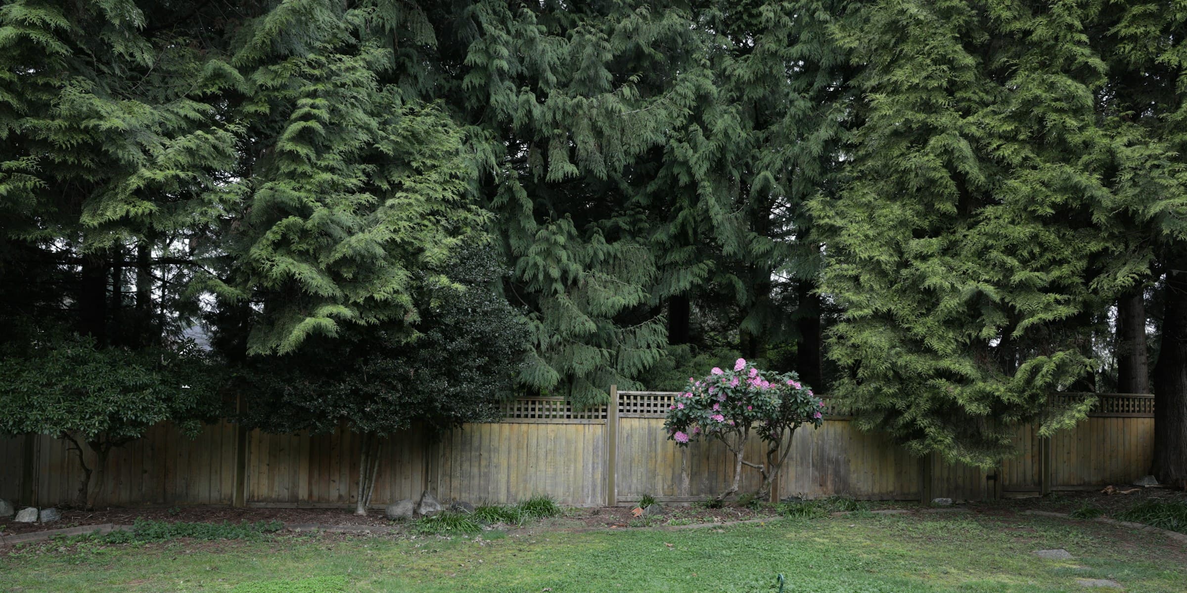 A plain backyard of bare lawn enclosed by a timber fence